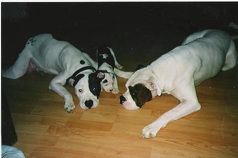 Amerikansk staffordshire terrier chica - de kærlige forældre billede 6