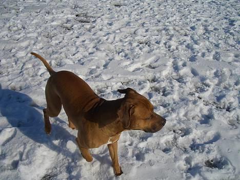 Amerikansk staffordshire terrier Tyson - NYT!! billede 16