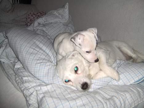 Jack russell terrier Freja - Freja Og Fie på vej i seng... billede 7