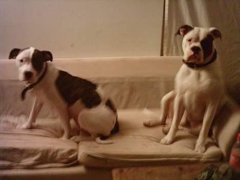 Amerikansk bulldog mobi - mobi og chica i sofaen billede 1