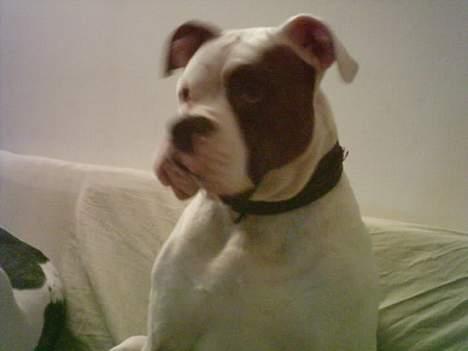 Amerikansk bulldog mobi - mobi drengen billede 3