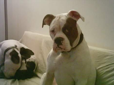 Amerikansk bulldog mobi - mobi billede 4