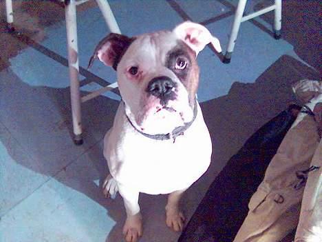 Amerikansk bulldog mobi - mobi fra hans gode vinkel billede 5