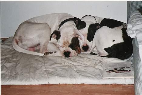 Amerikansk bulldog mobi - den store kærlighed billede 6