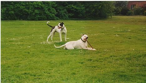 Amerikansk bulldog mobi - det er skønt at gnave i pinde mmmm... billede 7