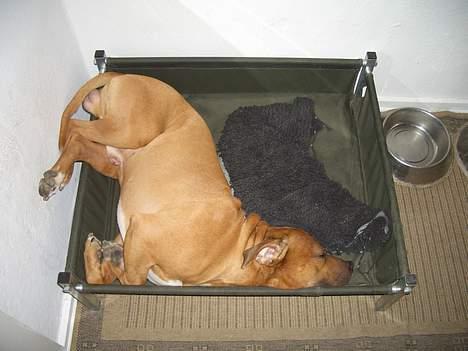 Amerikansk staffordshire terrier Tyson - ;o) billede 17