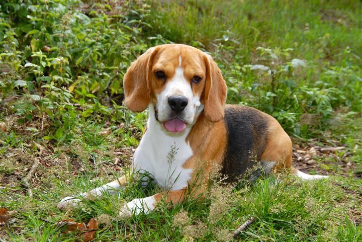 Beagle Brigade general Sofus  - Kig også lige de andre NYE billeder! billede 1