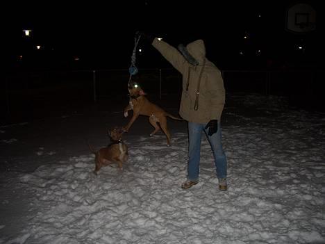 Amerikansk staffordshire terrier Tyson billede 18