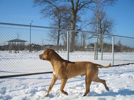 Amerikansk staffordshire terrier Tyson - NYT!!!  billede 19