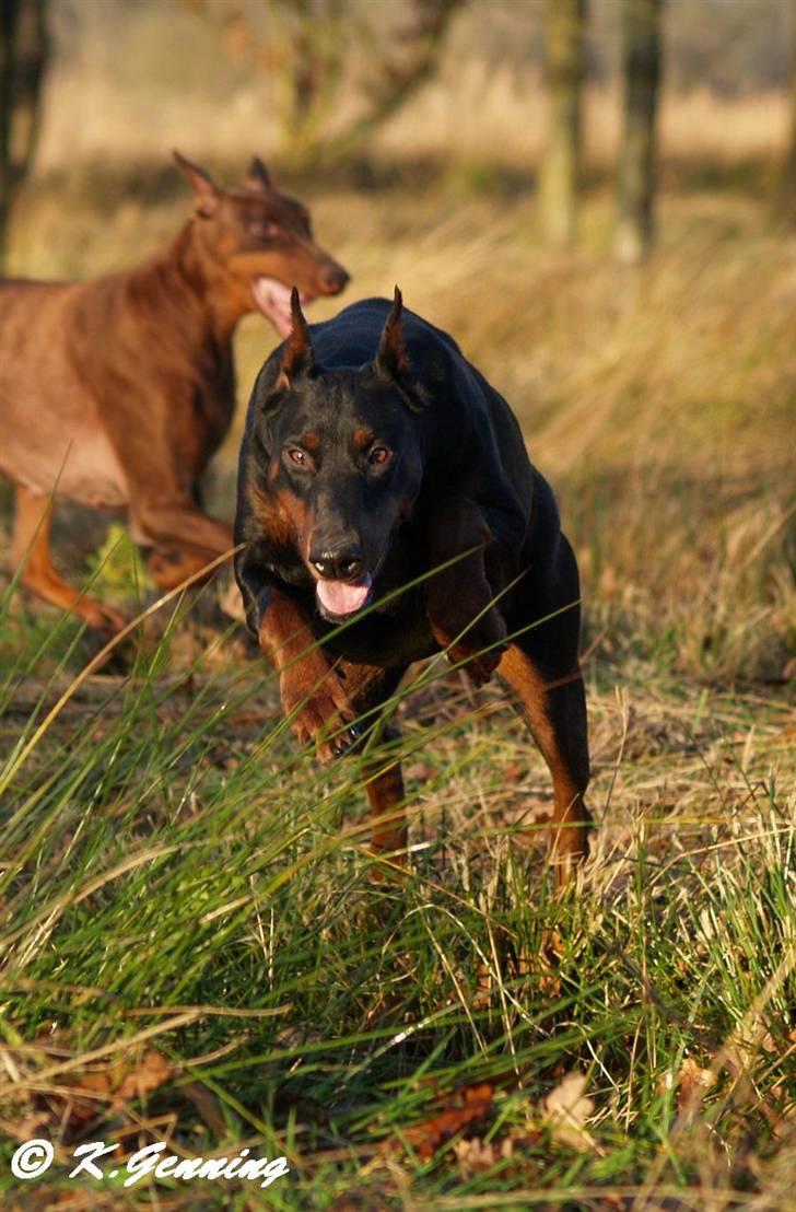 Dobermann Rocky-Dobi Deby R.I.P. - NYT 4/12-2007 billede 14