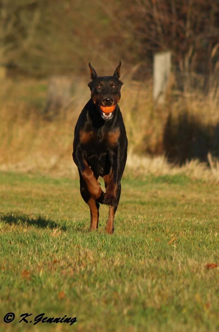 Dobermann Rocky-Dobi Deby R.I.P. - NYT 4/12-2007 billede 15