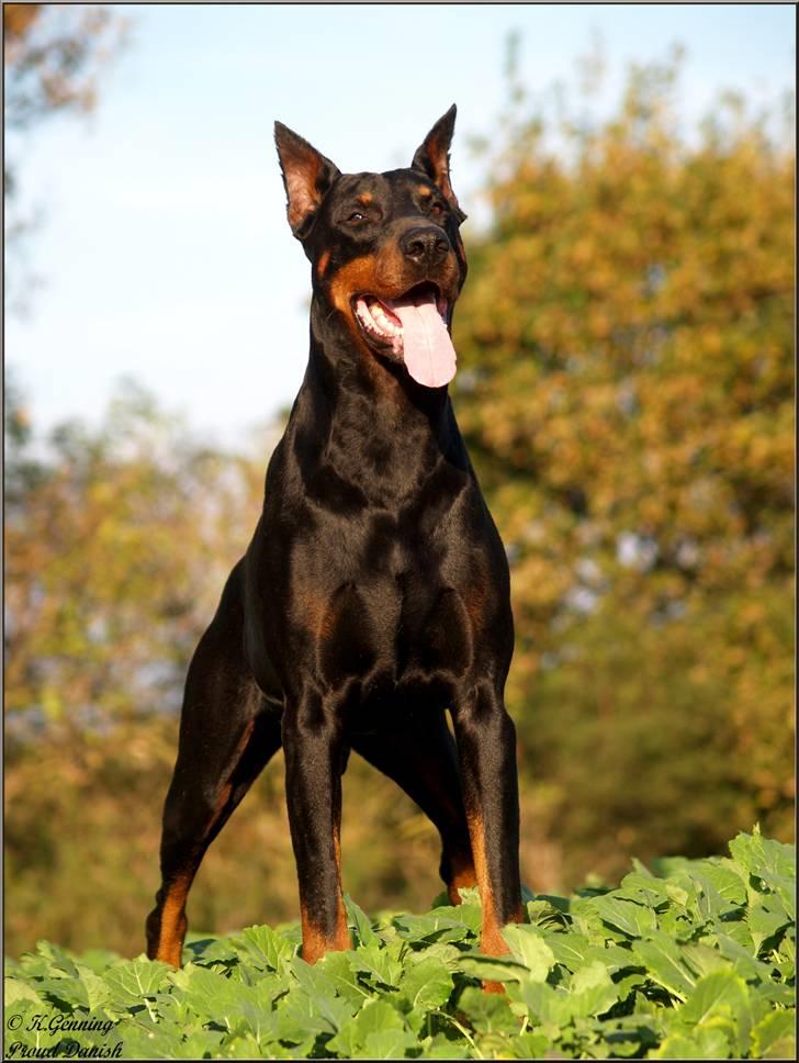 Dobermann Genning's Chavez R.I.P. - Thor (Genning´s Canna Chavez) Oktober 2010 8½ år billede 1