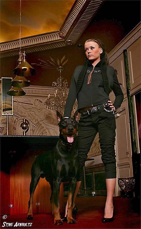 Dobermann Genning's Chavez R.I.P. -  Fotograf: Stine Arnholtz-Cala Art. Natasha i Ducal Design..... billede 2