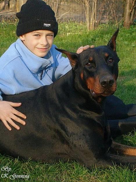 Dobermann Genning's Chavez R.I.P. - Thor 4 år og Patrick 10 år. billede 3