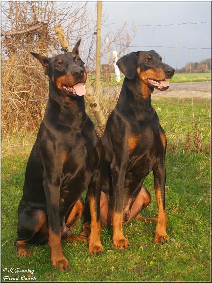 Dobermann Genning's Chavez R.I.P. - Genning´s Canna Chavez og kuldbror Genning´s Centurien 7½ år billede 4