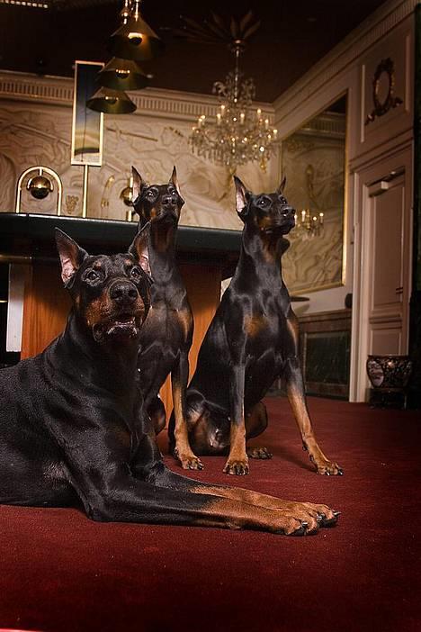 Dobermann Genning's Chavez R.I.P. - Thor, Jamie og Diva som modeler, Fotograf: Stine Arnholtz billede 6