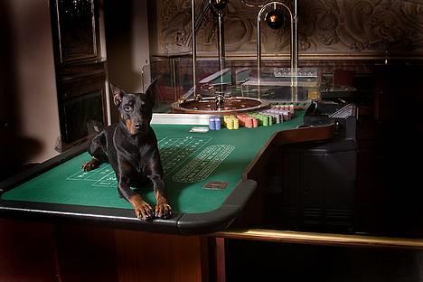 Dobermann Genning's Chavez R.I.P. - Thor på roulette bordet på hotel/casino Royal i Århus, Fotograf: Stine Arnholtz billede 7