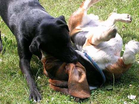 Blanding af racer Zasja *R.I.P.* :'-( - Det her er min gamle sammenbo Klumpe, han er bare SÅ sød:-) billede 10