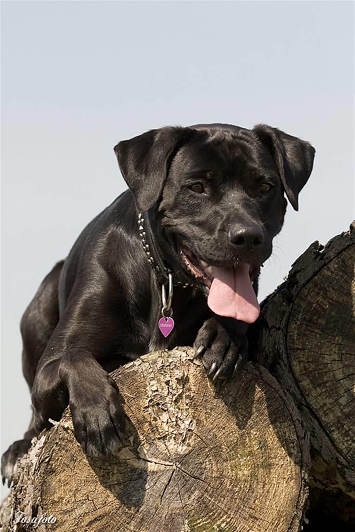 Blanding af racer Zasja *R.I.P.* :'-( - Ligger lige og nyder det gode vejr billede 11