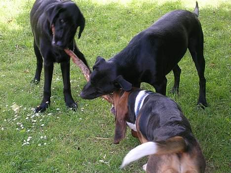 Blanding af racer Zasja *R.I.P.* :'-( - Her leger vi med pind:-) billede 12