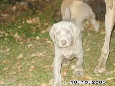 Weimaraner Geniet Geister  - Nu kommer jeg...! billede 17