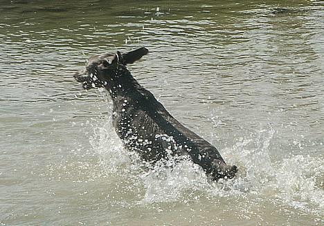 Weimaraner Geniet Geister  - JAAAAHUUUUH... ! billede 19