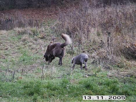 Weimaraner Geniet Geister  - Jap ! -Jeg er bare Agge´s helt egen,-grå pind i røven ! *gg* billede 20