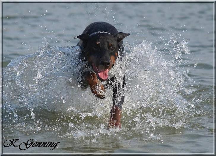 Dobermann Genning's Chavez R.I.P. - Ser lidt lusket ud ;o) Sniger Thor billede 10