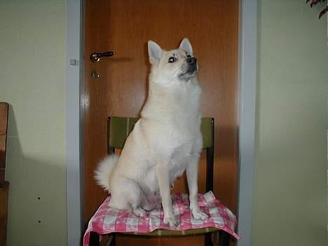 Norsk buhund Sussi billede 1