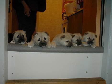 Norsk buhund Sussi - Nårr billede 2