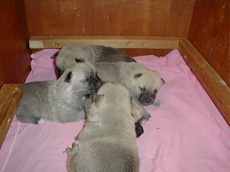 Norsk buhund Sussi - Mine hvalpe billede 3