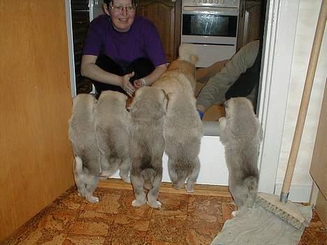 Norsk buhund Sussi - bagfra billede 4