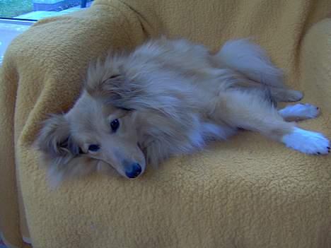 Shetland sheepdog Capstones Bella in Gold - Tæppe og stol bedre bliver det ikke. billede 1