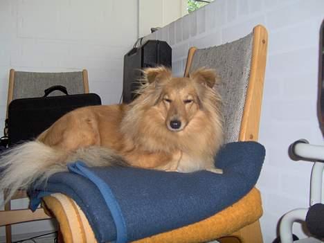 Shetland sheepdog Capstones Bella in Gold - Jeg lukker bare øjnene når nogen forstyrrer mig med et kamera. billede 2