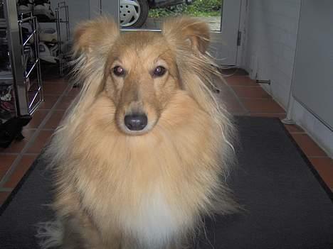 Shetland sheepdog Capstones Bella in Gold - Close-up billede 3
