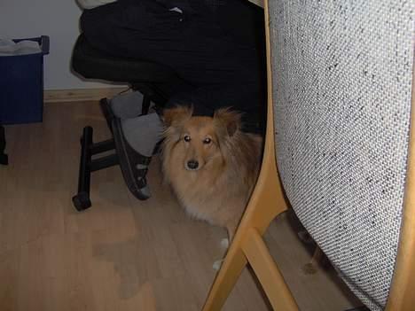 Shetland sheepdog Capstones Bella in Gold - Bella gemmer sig for kameraet billede 4