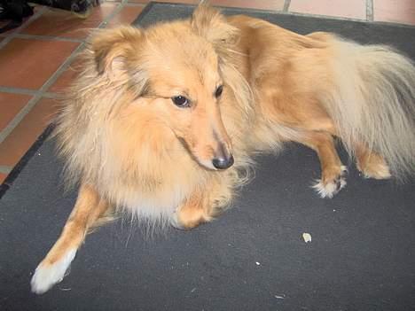 Shetland sheepdog Capstones Bella in Gold billede 5