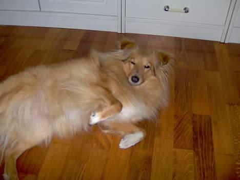 Shetland sheepdog Capstones Bella in Gold - Hjælp... et kamera billede 6