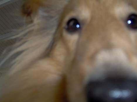 Shetland sheepdog Capstones Bella in Gold - Hvordan er det lige at et kamera lugter billede 7