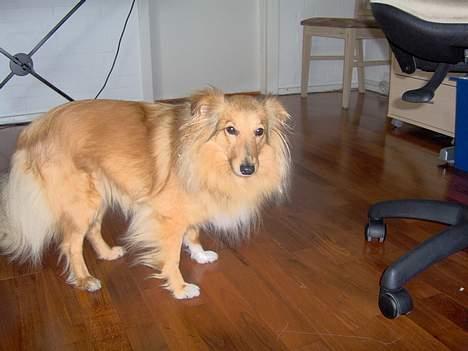 Shetland sheepdog Capstones Bella in Gold - Man kan se på kropsholdningen at hun ikke kan lide et kamera billede 8