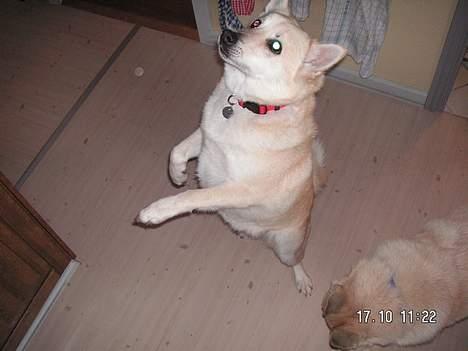 Norsk buhund Sussi - Hopsa billede 5