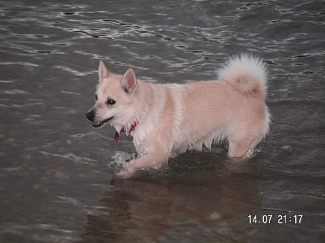 Norsk buhund Sussi - Hundesvømning billede 6