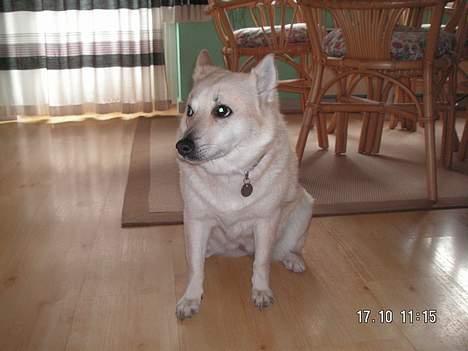 Norsk buhund Sussi billede 7