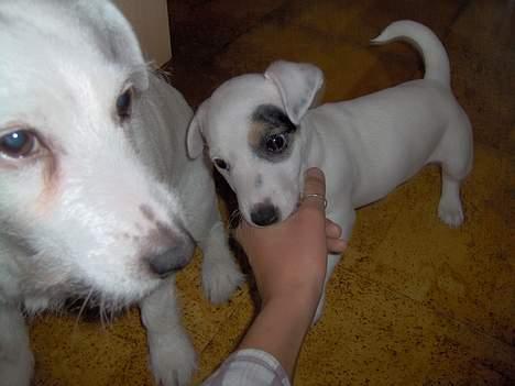 Jack russell terrier Freja - Lille freja... billede 8