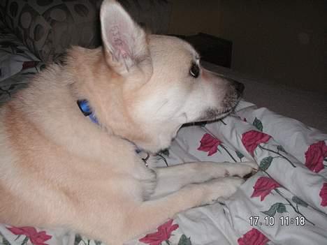 Norsk buhund Bufas billede 2