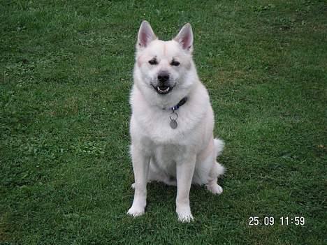 Norsk buhund Bufas - hih, billede 3