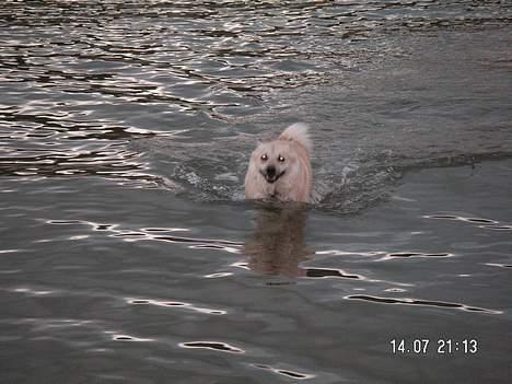 Norsk buhund Bufas - Vand. uh det vådt billede 4