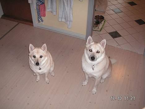 Norsk buhund Bufas - Mor og søn billede 5