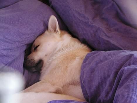 Norsk buhund Bufas - SNORK billede 6