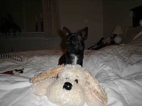 Chihuahua Little Look  - Her ordner jeg min bamse... smiler helt uskyldigt... billede 16